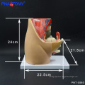 PNT-0580 3 Parts Female Pelvic Cavity Model, Anatomical Pelvis Model